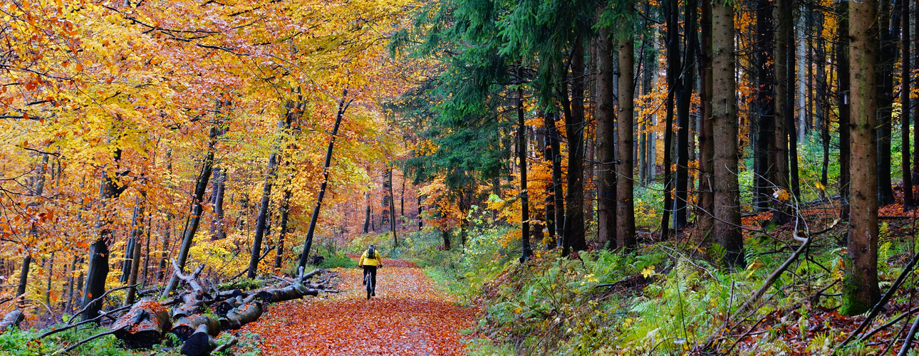 Herbstwald