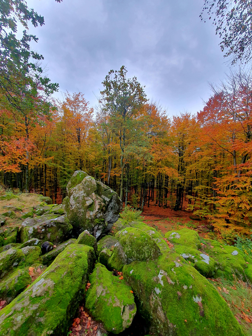 Herbstwald