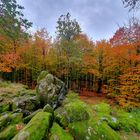 Herbstwald