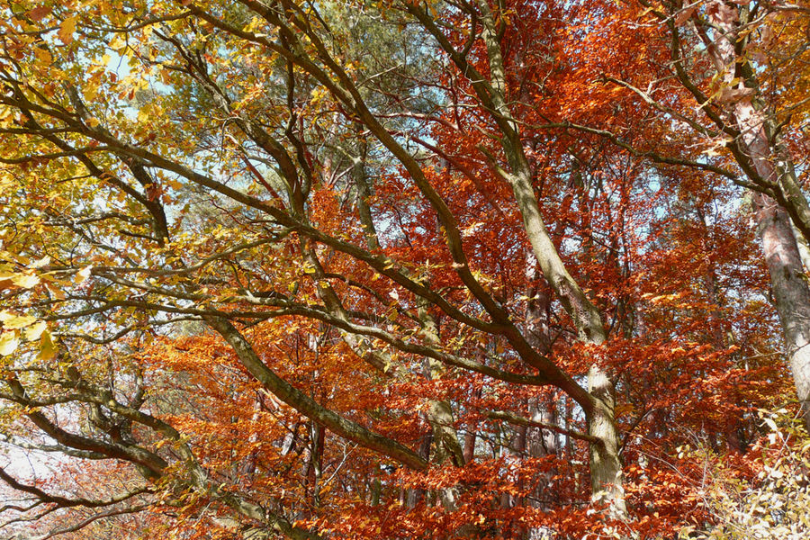 Herbstwald