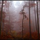 Herbstwald