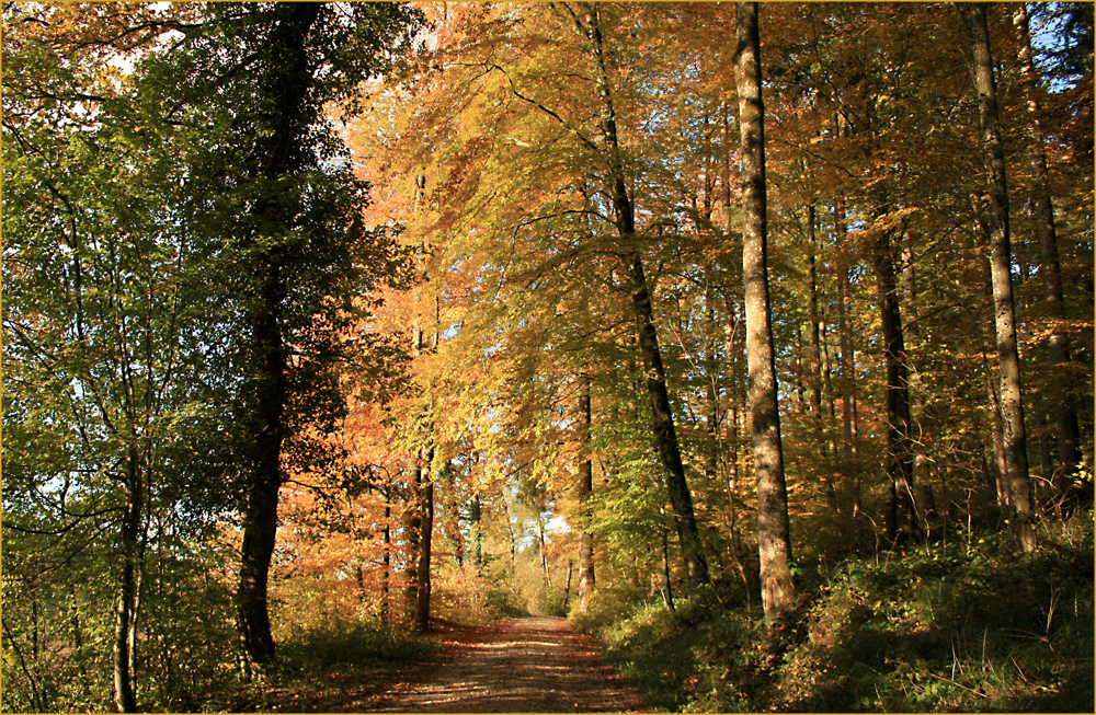 Herbstwald