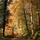 Herbstwald