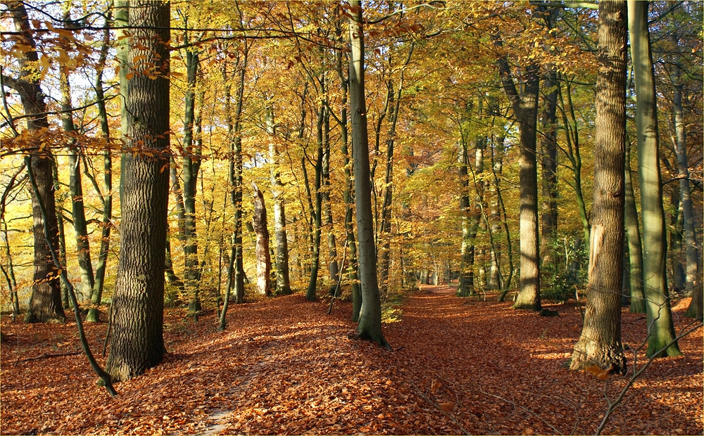 Herbstwald