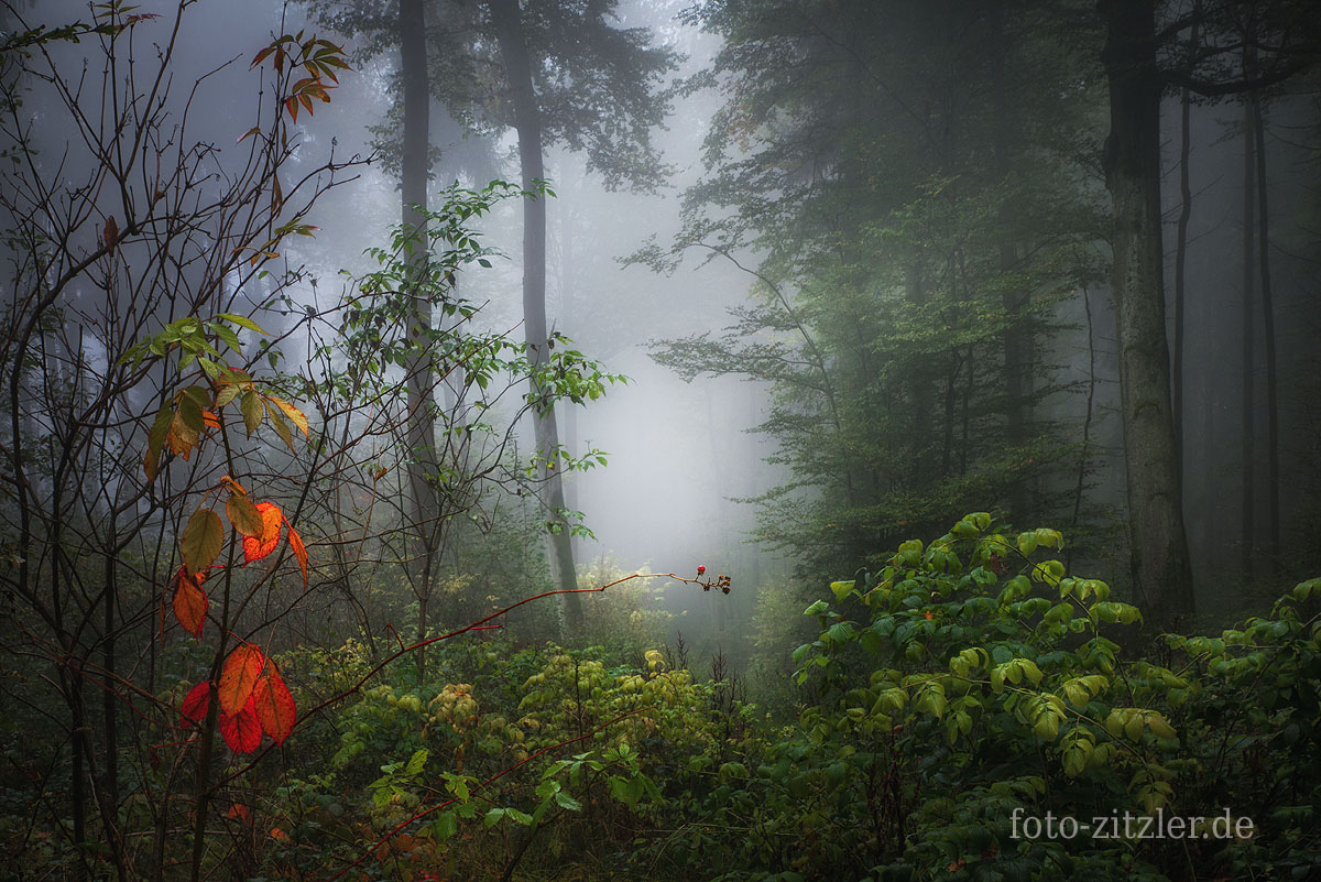 Herbstwald