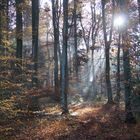 Herbstwald