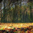 Herbstwald 