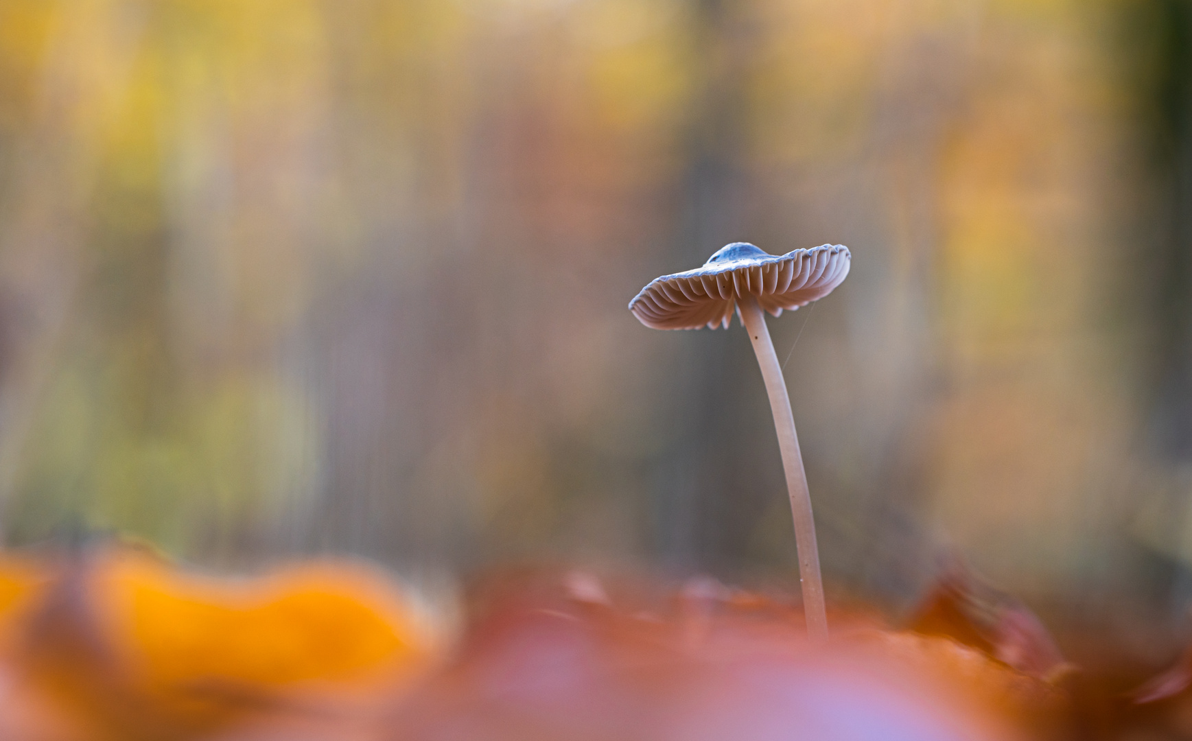 ____Herbstwald____________