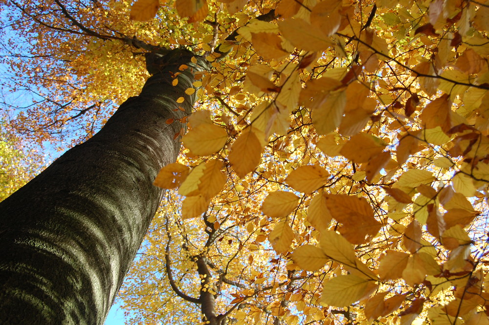 Herbstwald