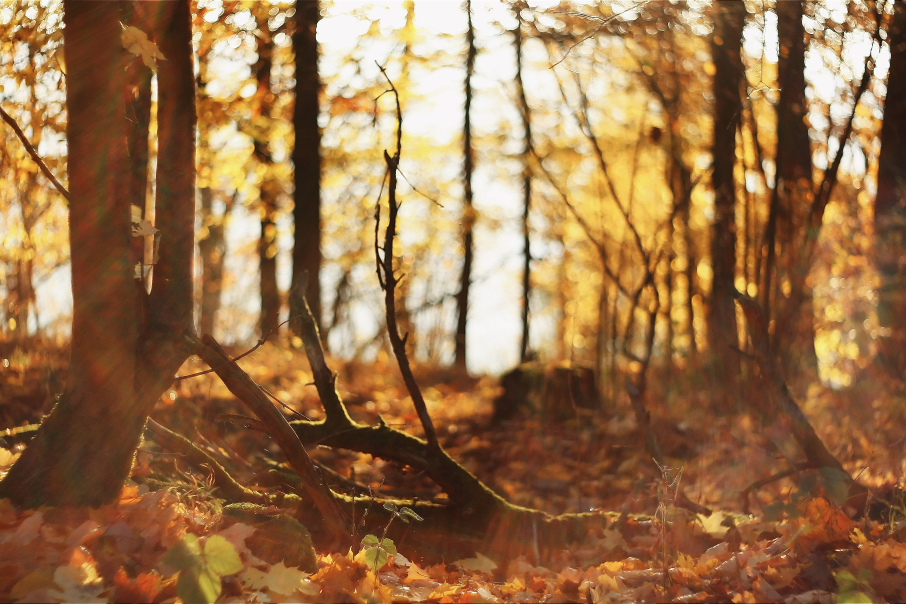 Herbstwald