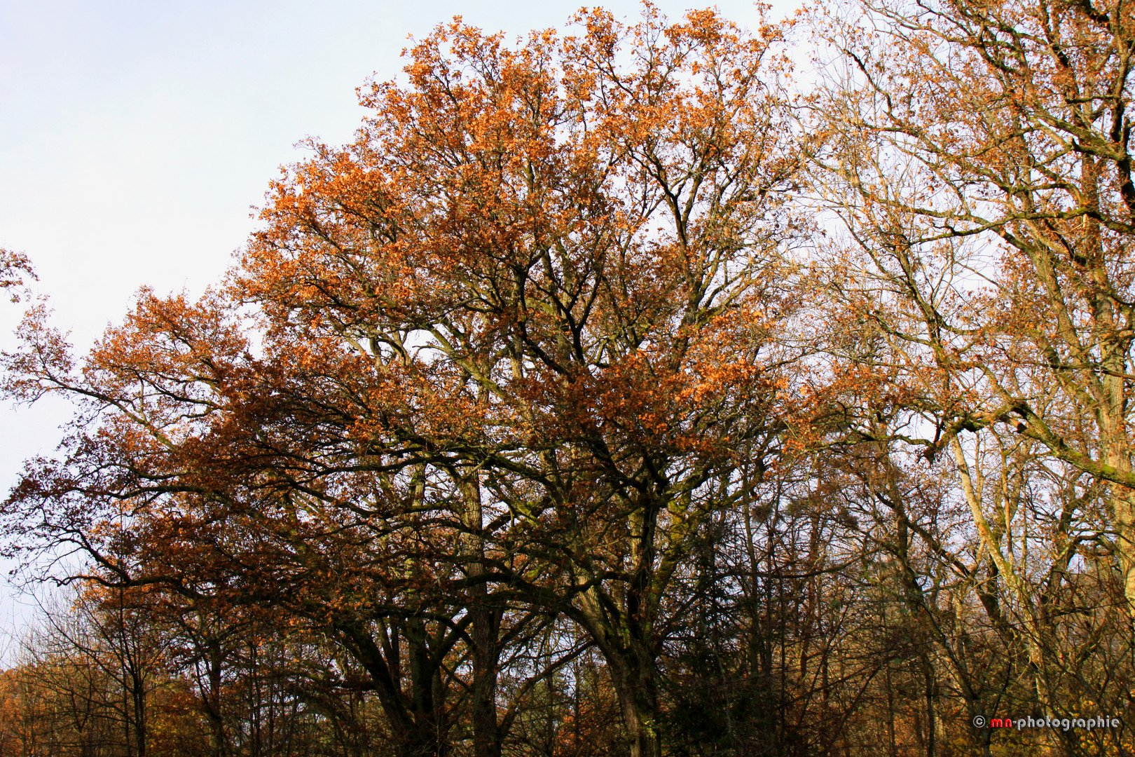 Herbstwald