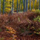 Herbstwald