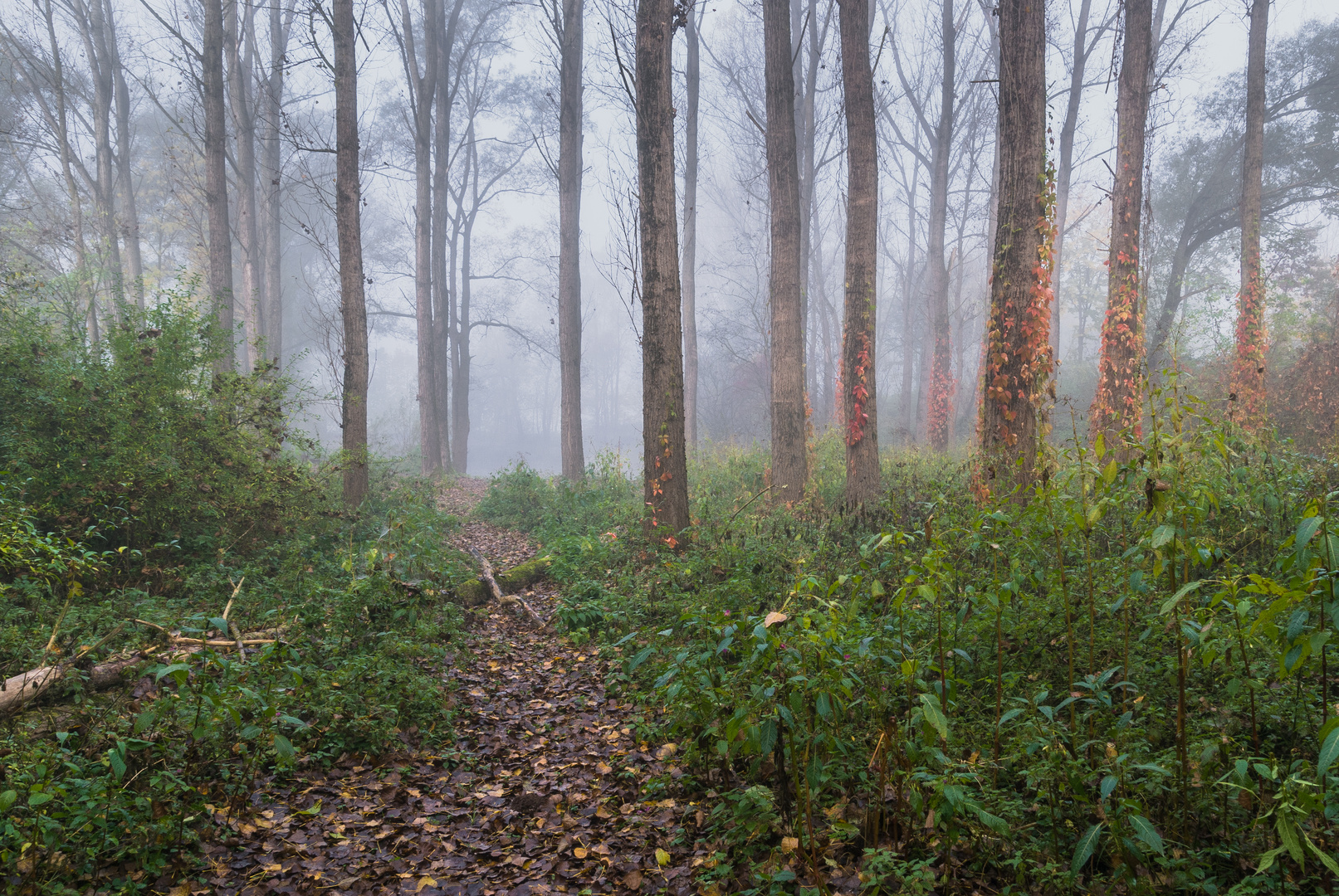 Herbstwald