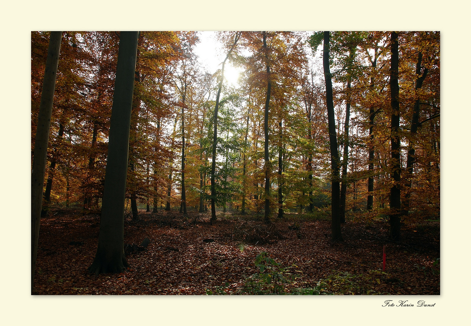 Herbstwald