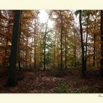 Herbstwald