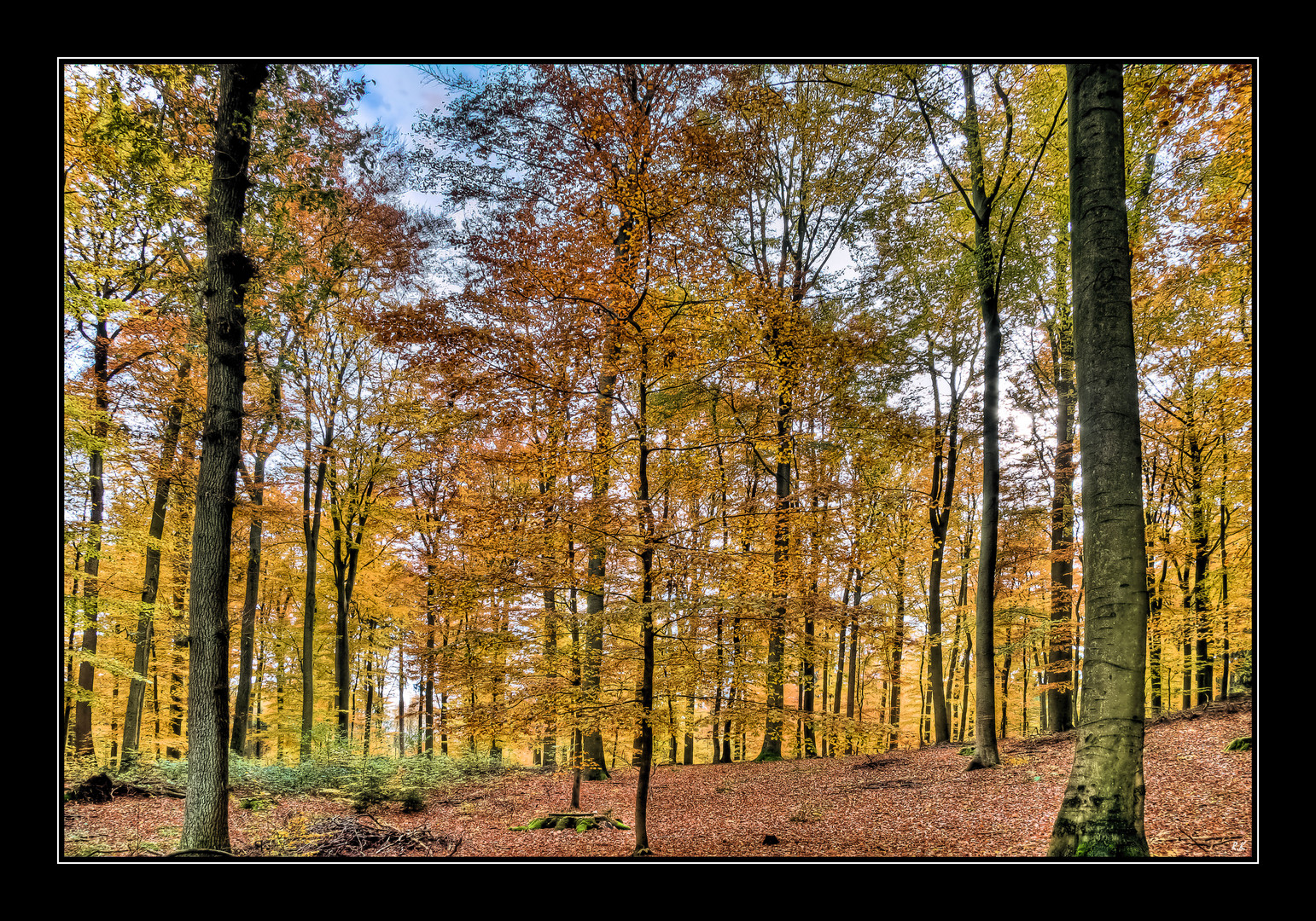 Herbstwald