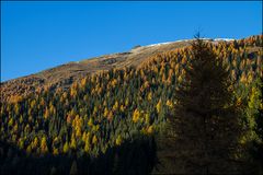 Herbstwald