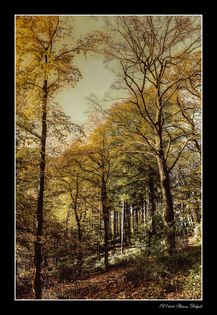 - Herbstwald -