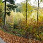 Herbstwald