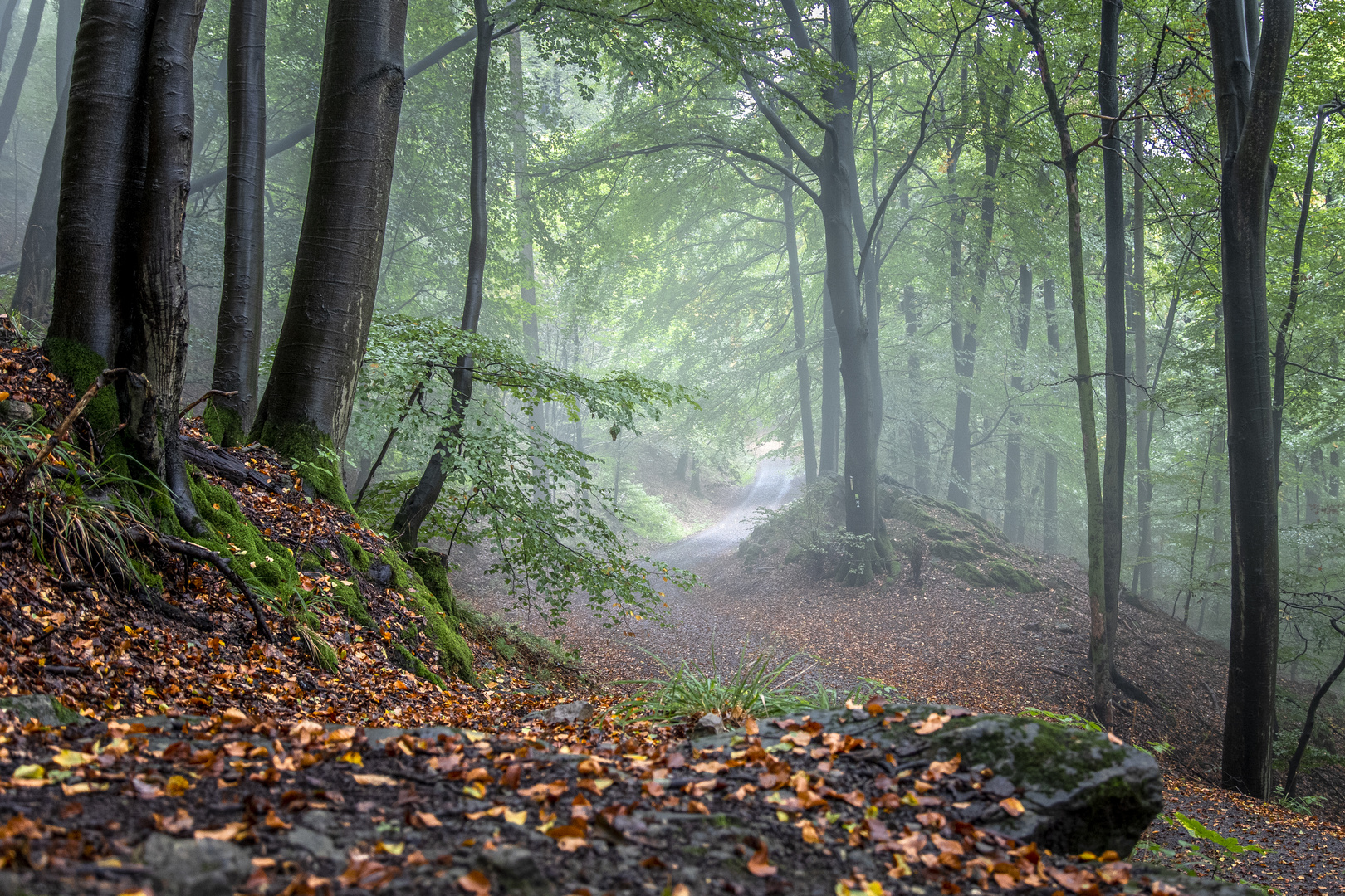 Herbstwald