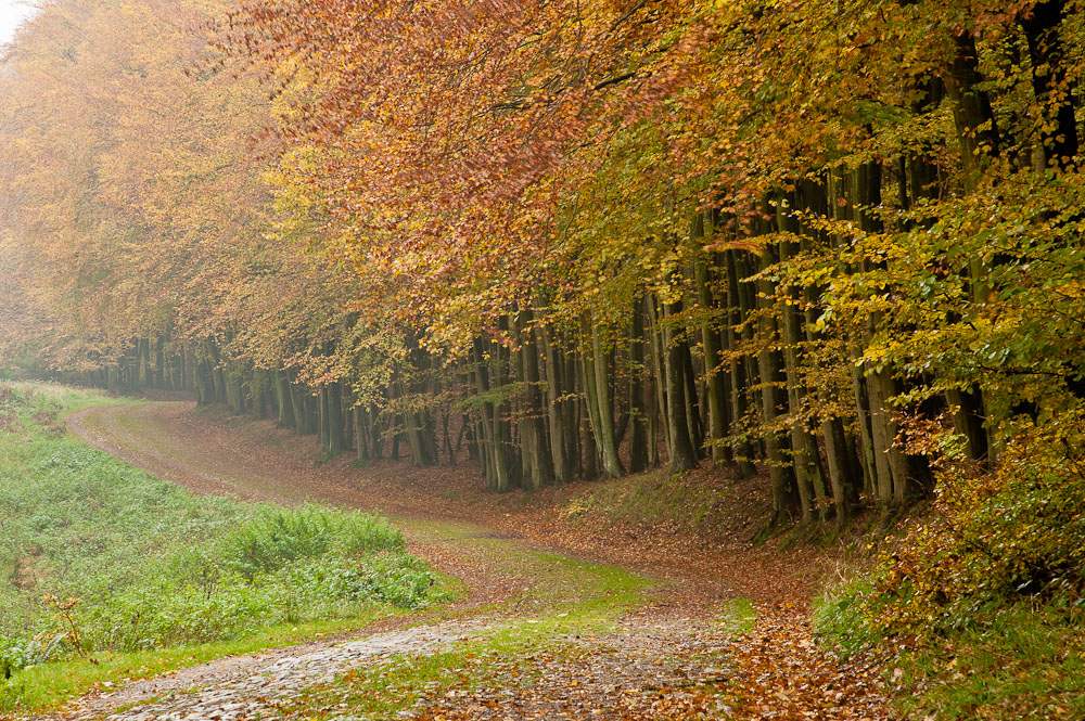 Herbstwald