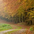 Herbstwald