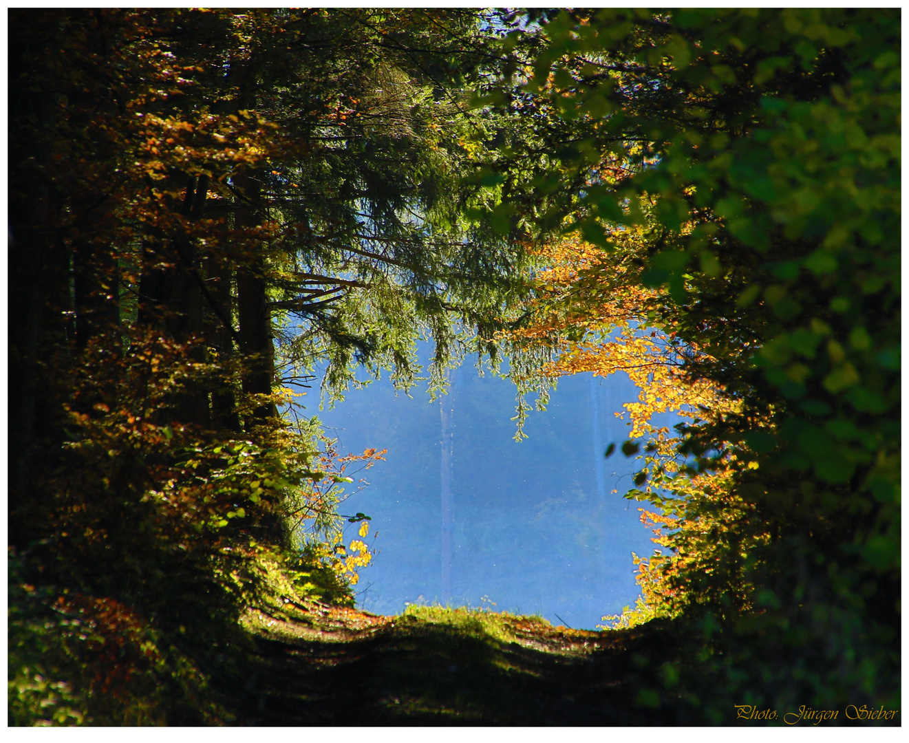 Herbstwald