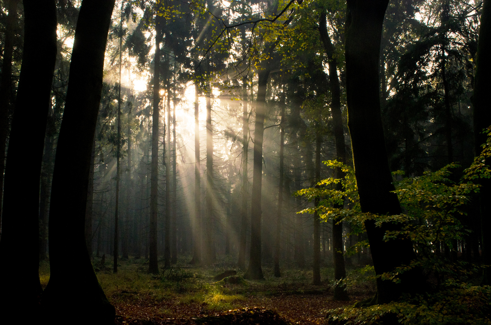 Herbstwald