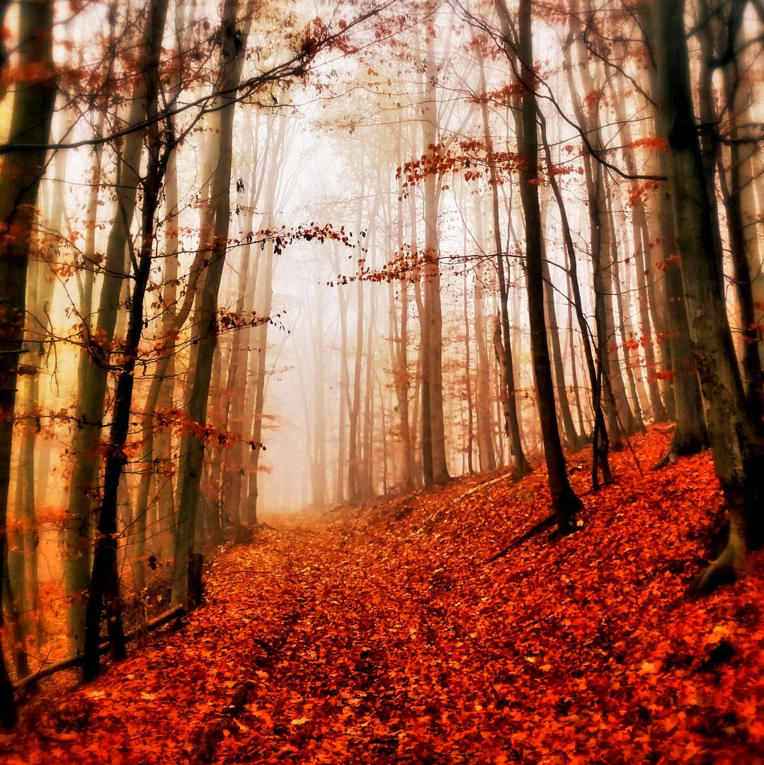 Herbstwald Foto Bild Jahreszeiten Herbst Rot Bilder Auf Fotocommunity