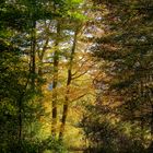 Herbstwald