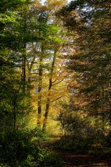 Herbstwald