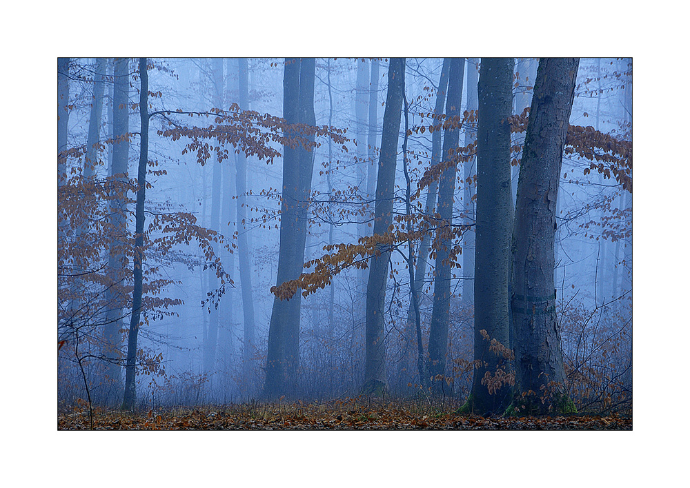 Herbstwald