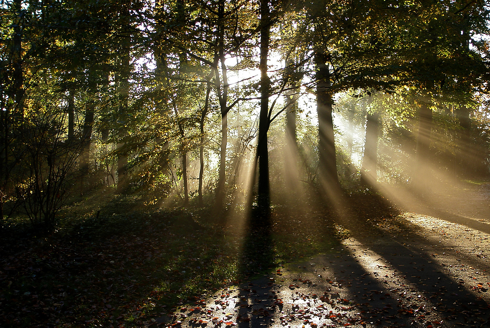 Herbstwald