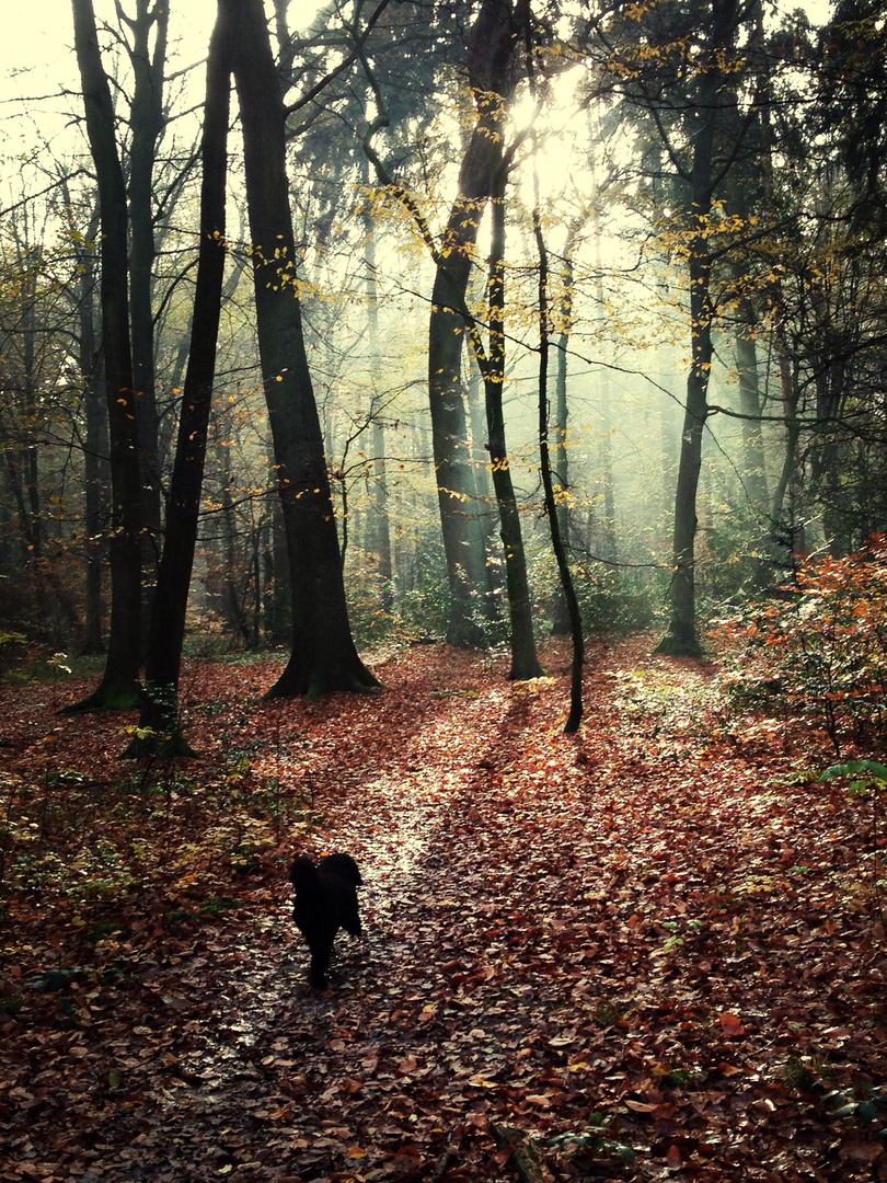 Herbstwald