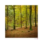 HERBSTWALD