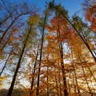 Herbstwald am Abend