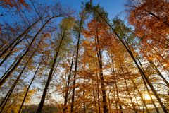 Herbstwald am Abend