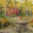 Herbstwald am Baikalsee