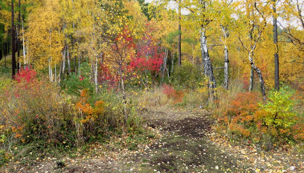 Herbstwald am Baikalsee