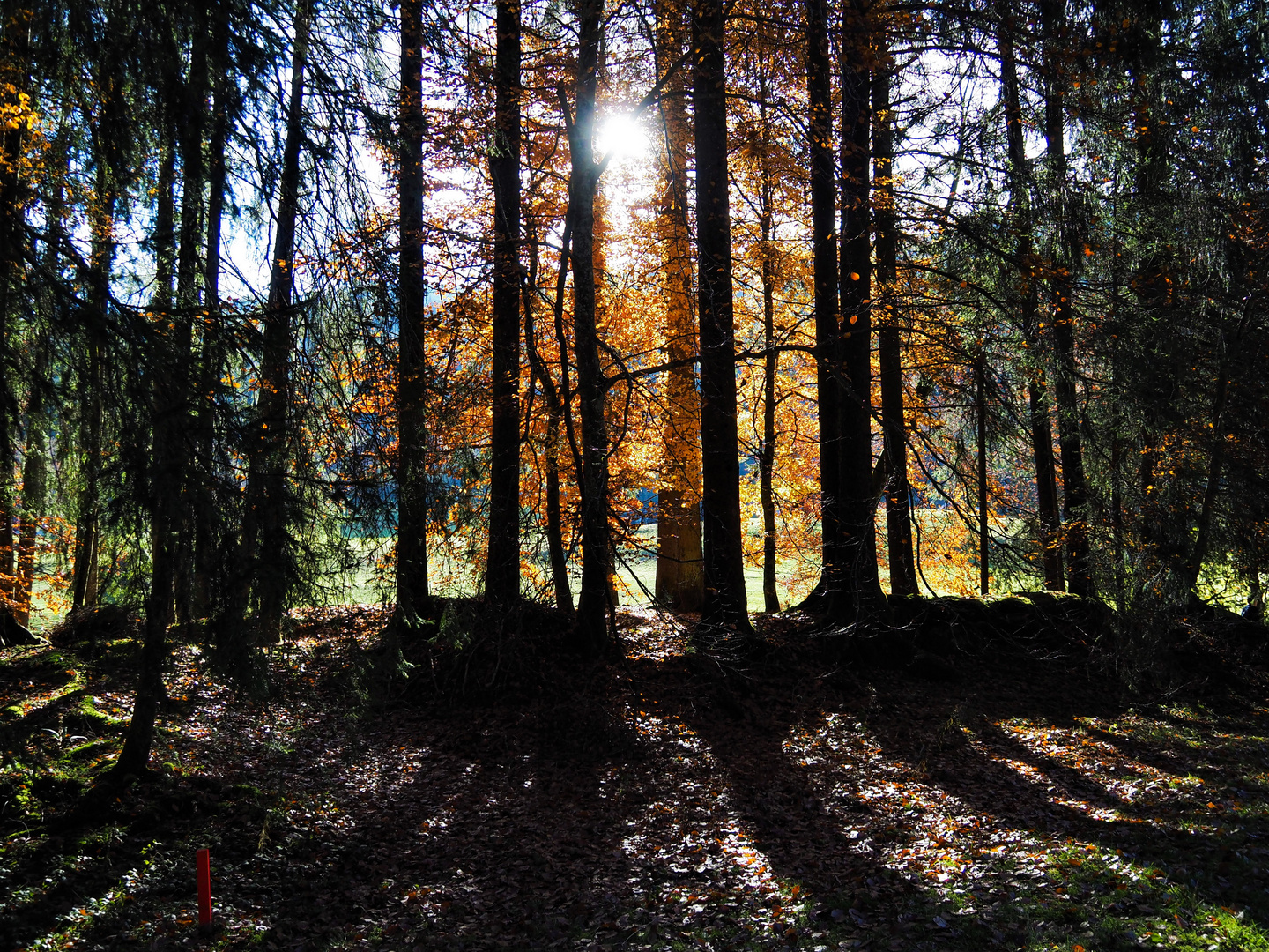 Herbstwald am Chapfensee