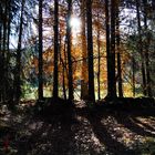 Herbstwald am Chapfensee