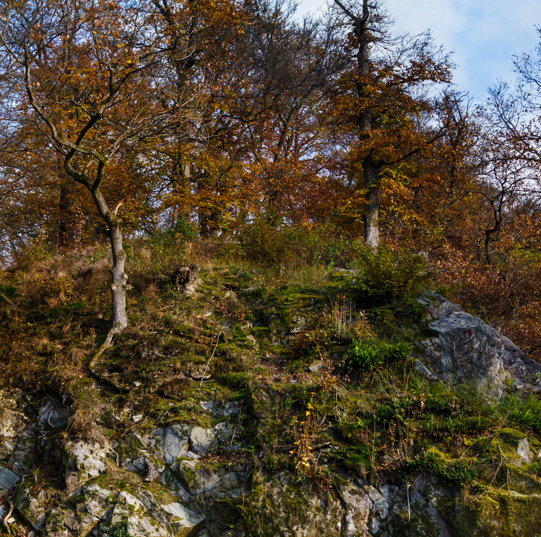 Herbstwald am Hang