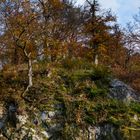 Herbstwald am Hang