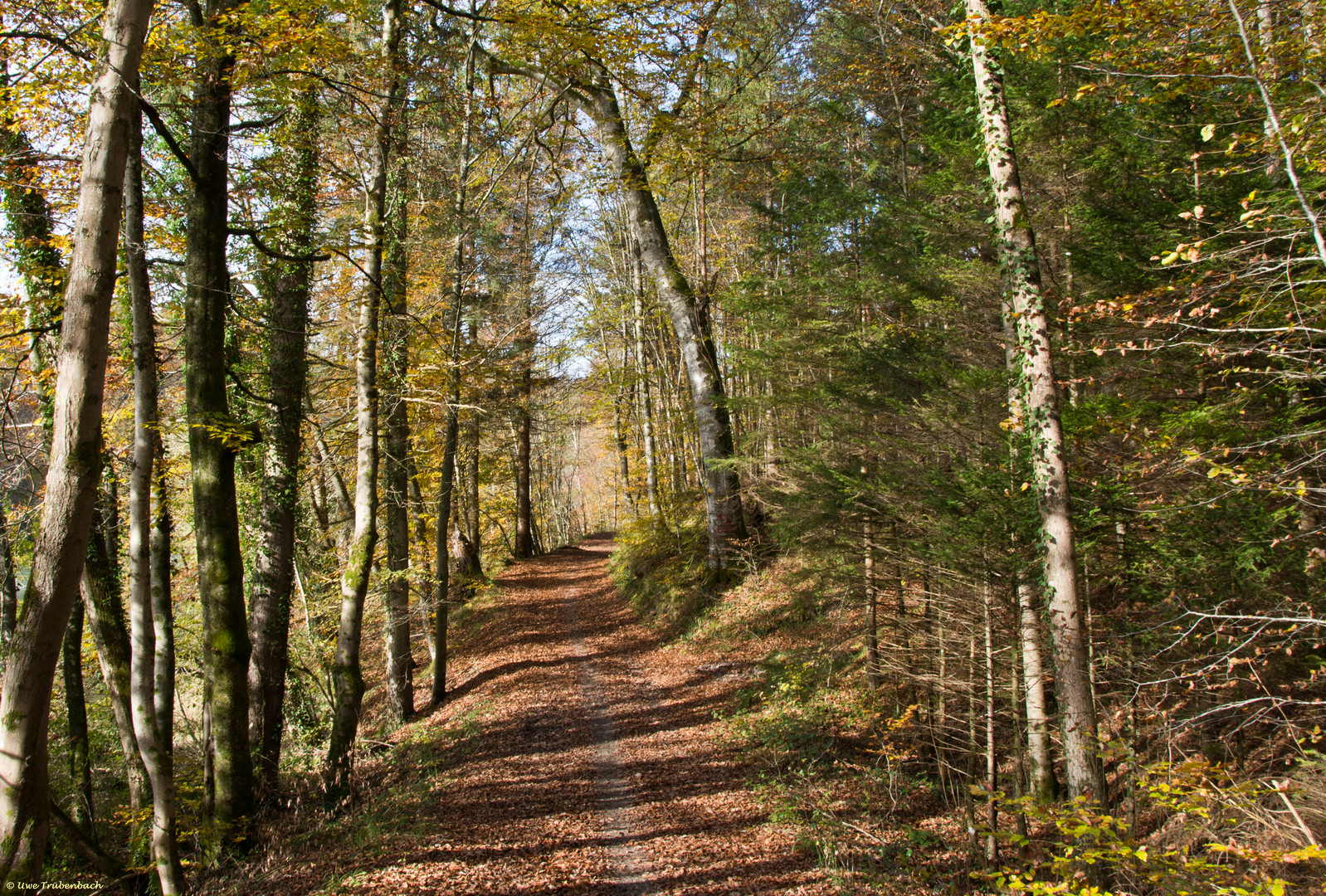 Herbstwald am Isarufer bei Baierbrunn
