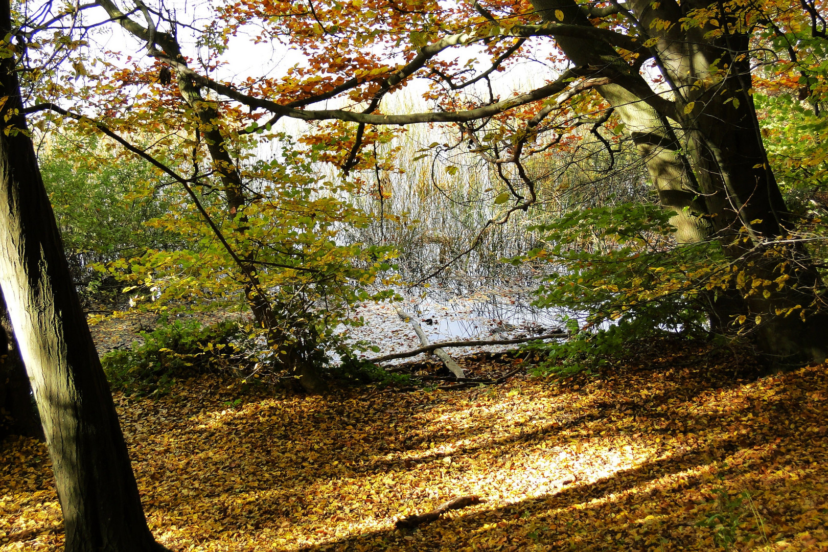 Herbstwald am Laacher See