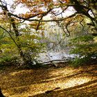 Herbstwald am Laacher See