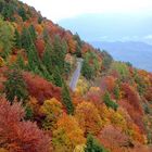 Herbstwald am Mendelpass