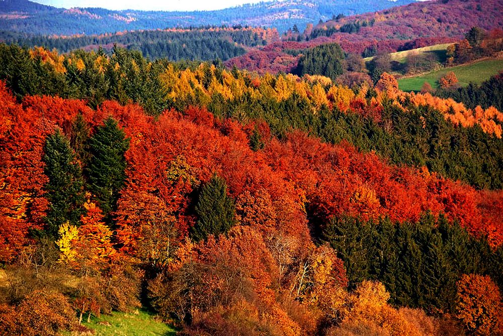Herbstwald am Morgen, .....
