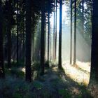 Herbstwald am Morgen