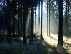 Herbstwald am Morgen